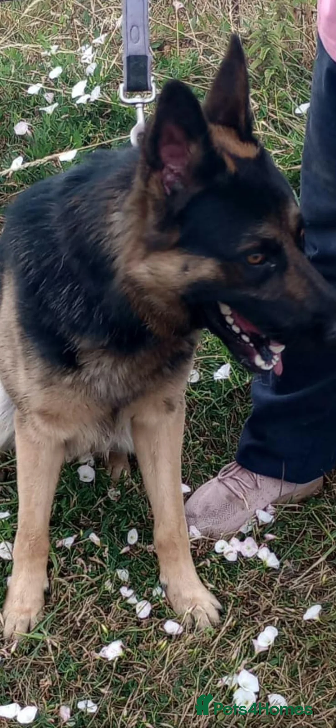 German Shepherd dogs for sale: Beautiful boy German Shepherd  in Spalding - Advert 2
