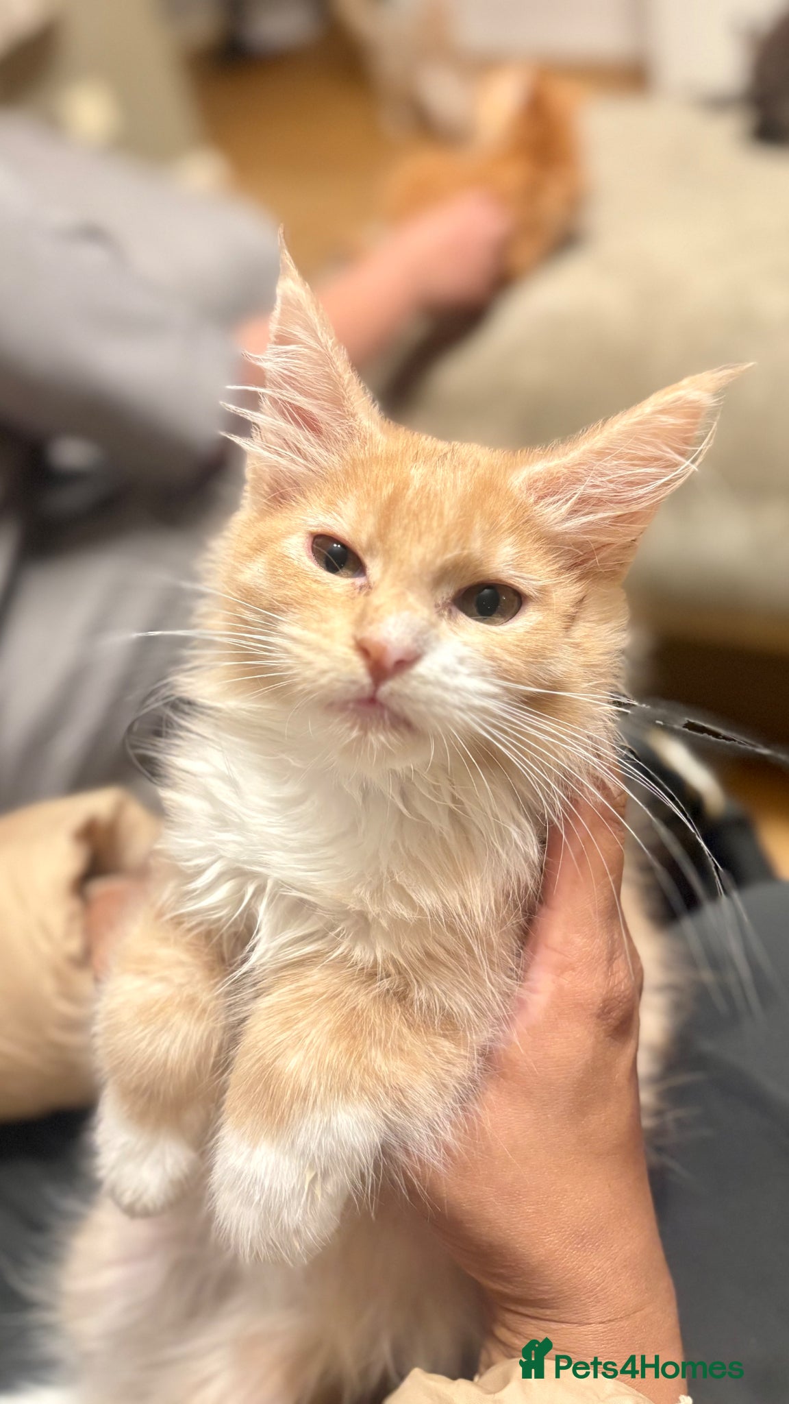 Maine Coon cats Pedigree Maine coons - Advert 14