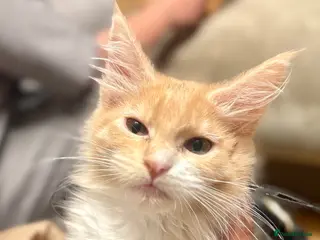 Maine Coon cats Pedigree Maine coons - Advert 14