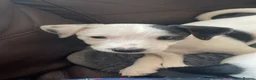 Jack Russell dogs for sale: 2 beautiful female jack Russell puppies  - Advert 3