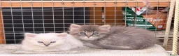 Persian cats for sale: 7 beautiful Persian x Ragdoll kittens - Advert 1
