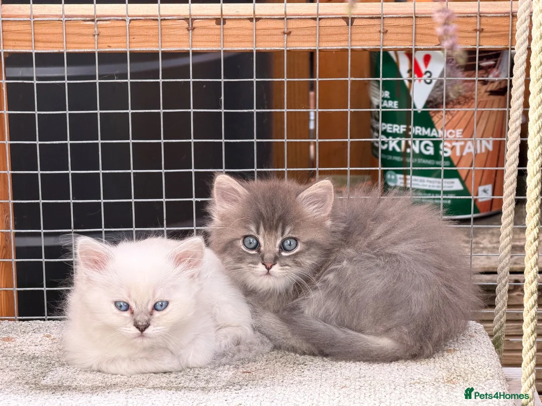 Persian cats for sale: 7 beautiful Persian x Ragdoll kittens - Advert 1