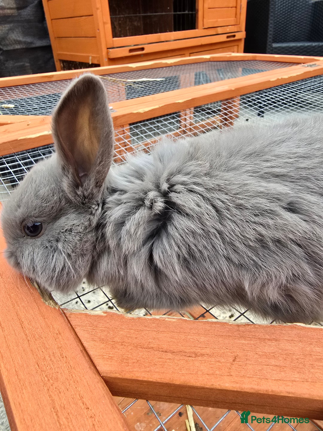Lionhead rabbits for sale: Lionhead x - Image 7