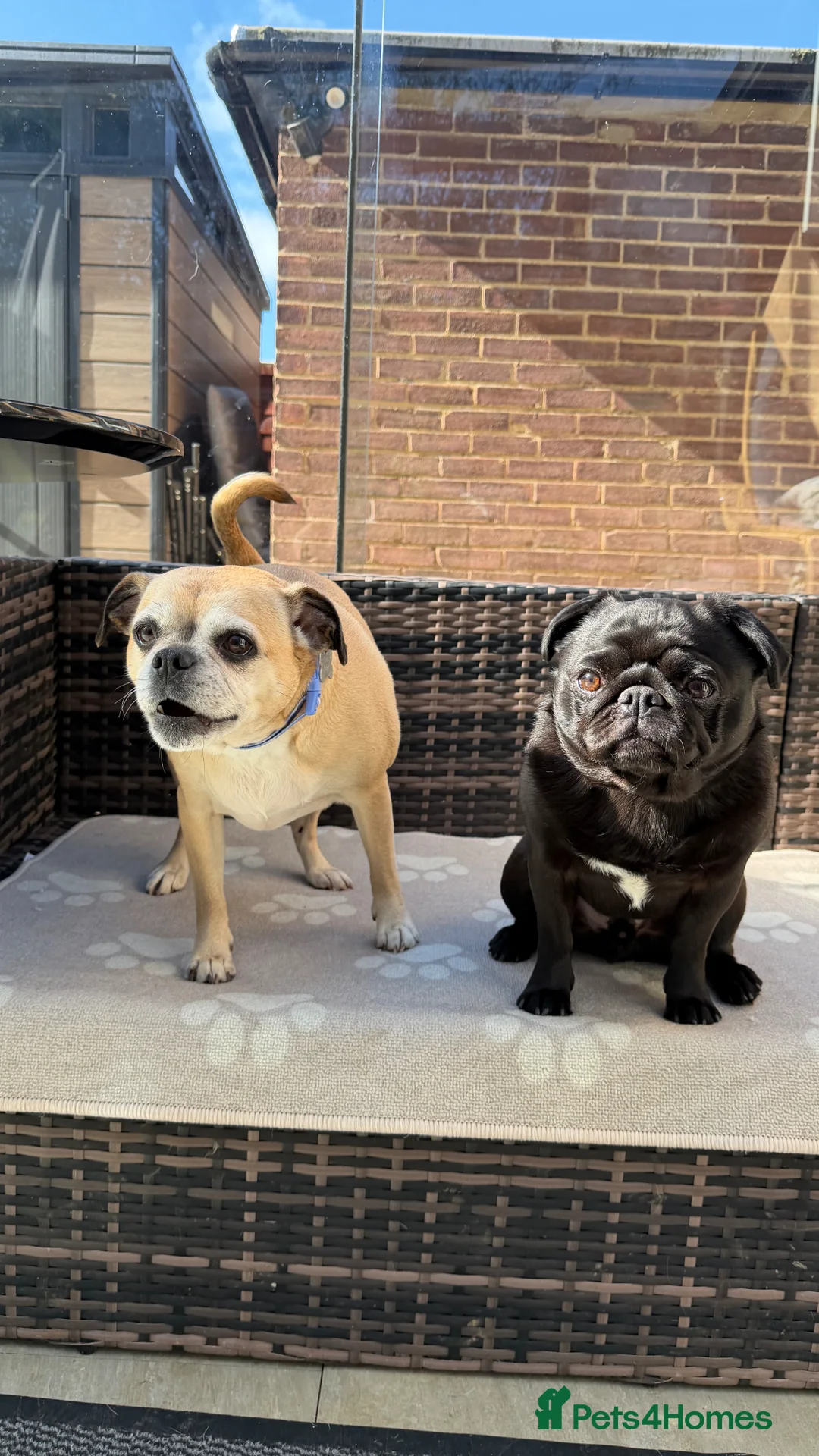 Pug dogs for sale: Adorable Pug & Jug Duo 💛 - Advert 1