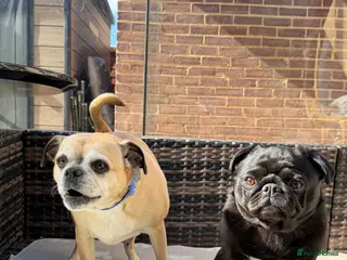 Pug dogs Adorable Pug & Jug Duo 💛 - Advert 4