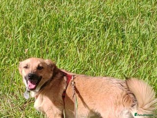 Border Collie dogs RHONDA – Border Collie (Female) - Advert 4