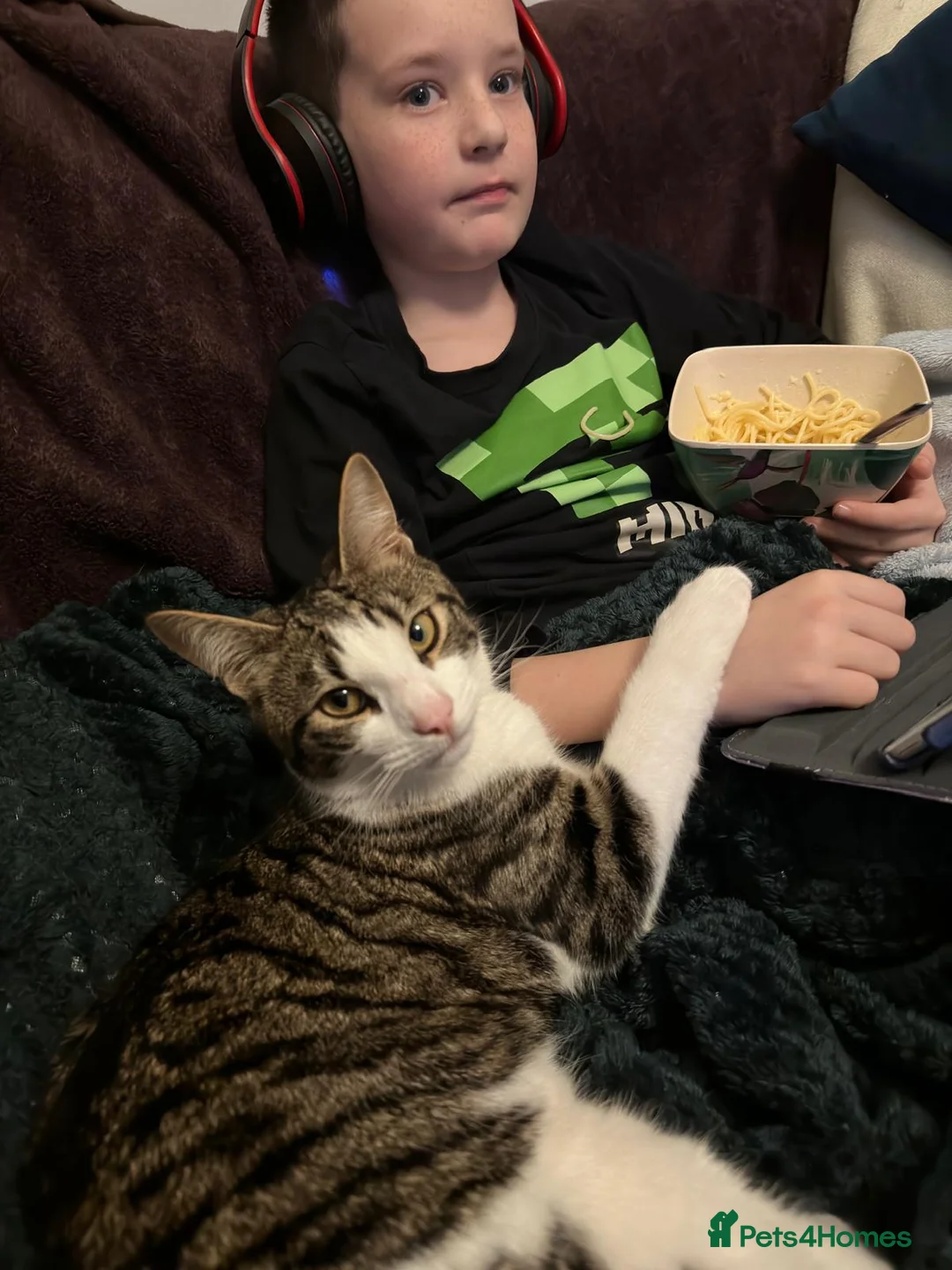 Domestic Shorthair cats for sale: Looking for his forever home  - Advert 4