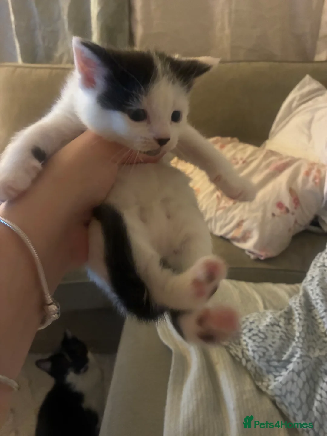 Turkish Angora cats for sale: Beautiful Turkish angora kitten  - Advert 5