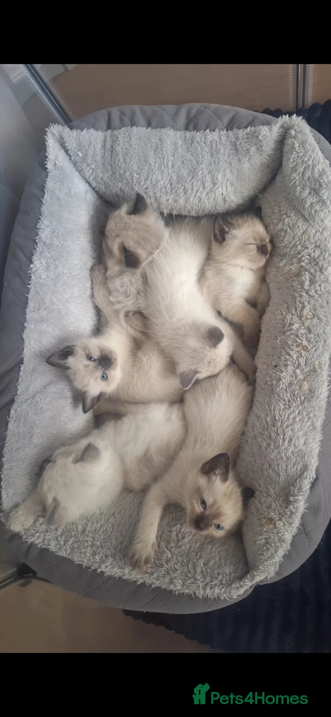 Ragamese cats for sale: Ragamese kittens  - Advert 1