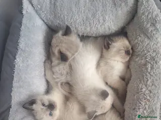 Ragamese cats Ragamese kittens - Advert 2