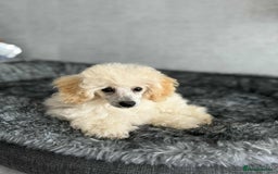 Toy Poodle dogs for sale:  KC Registered Toy Poodle stunning little boy💙 - Image 2