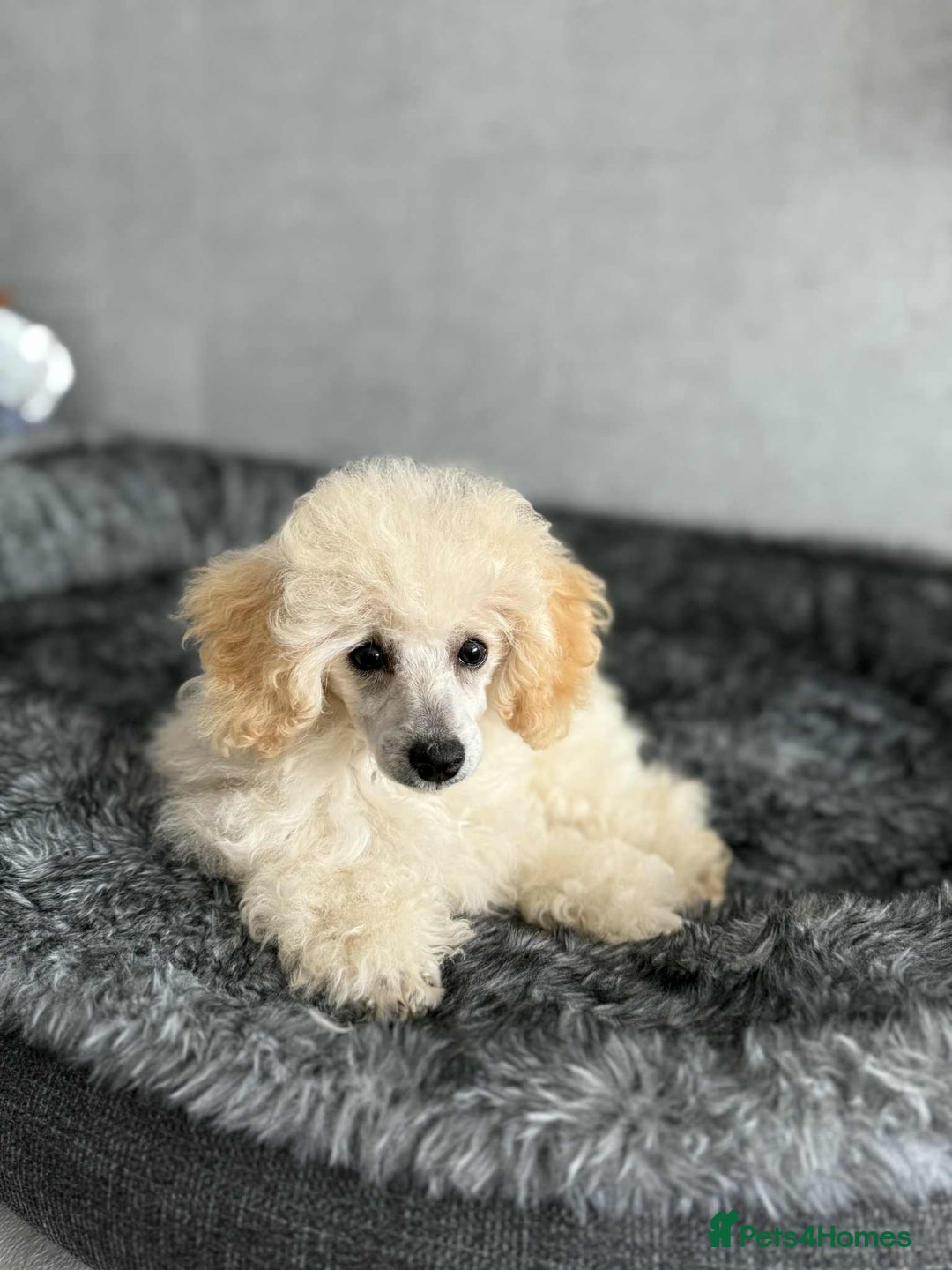 Toy Poodle dogs for sale:  KC Registered Toy Poodle stunning little boy💙 - Image 2