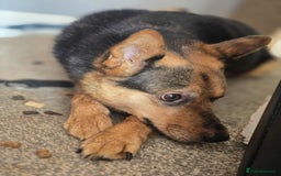 Mixed Breed dogs for adoption: Melanie for adoption - Image 10