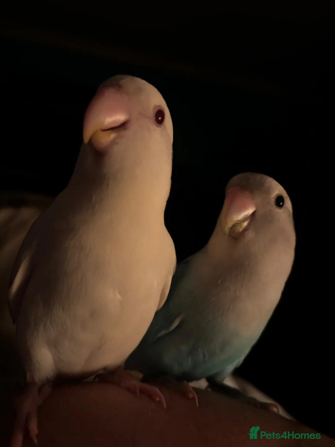 Lovebirds birds for sale: Proven pair of love birds  - Advert 10