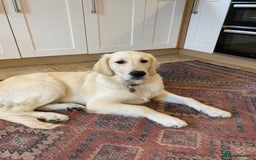 Golden Retriever dogs for sale: 15 month old Golden Retriever, Male, sweet, gentle - Image 7
