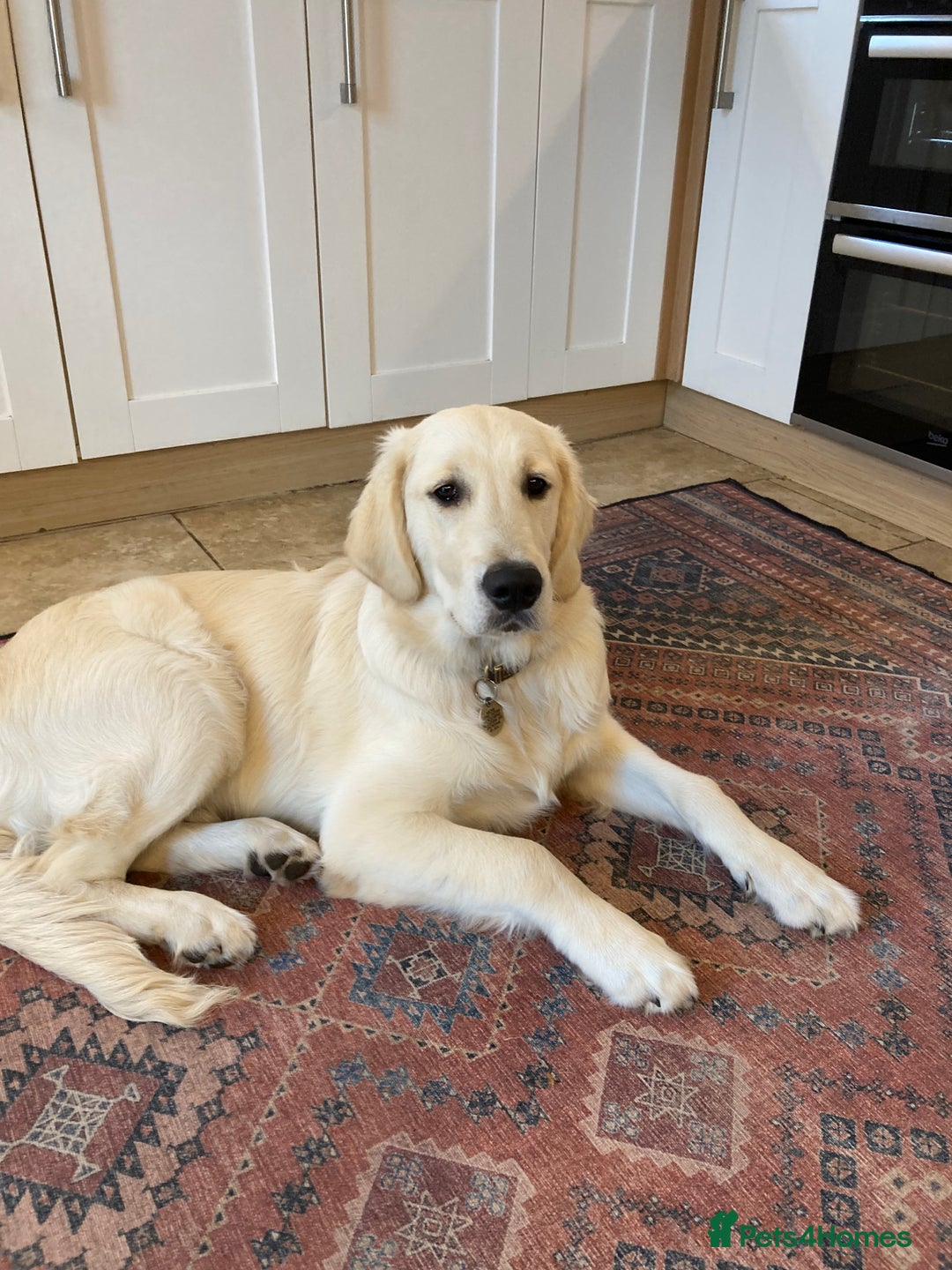 Golden Retriever dogs for sale: 15 month old Golden Retriever, Male, sweet, gentle - Image 7