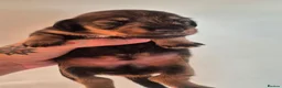 Miniature Dachshund dogs for sale: Silky Wire Haired Miniature Dachshunds  - Advert 3