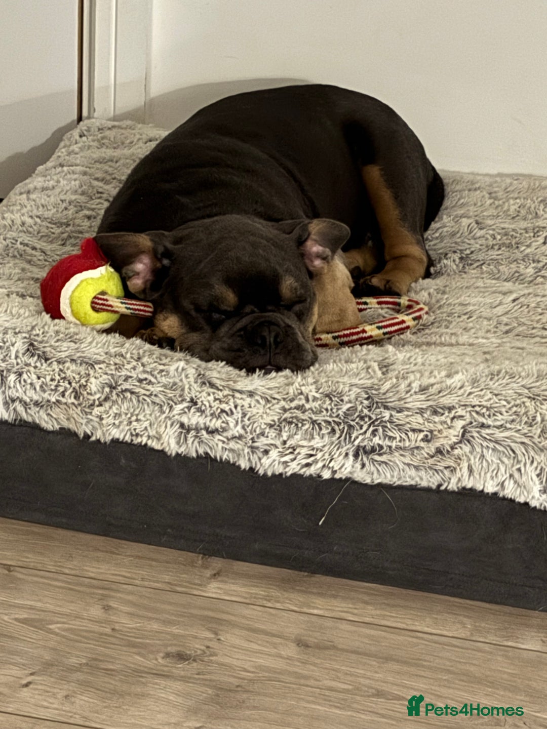 Mixed Breed dogs for sale: Beautiful Tan and Blue Frenchie x English Bulldog - Advert 3