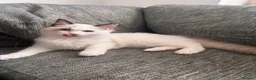 Ragdoll cats for sale: Bicolour ragdoll kittens and mum for sale - Advert 5