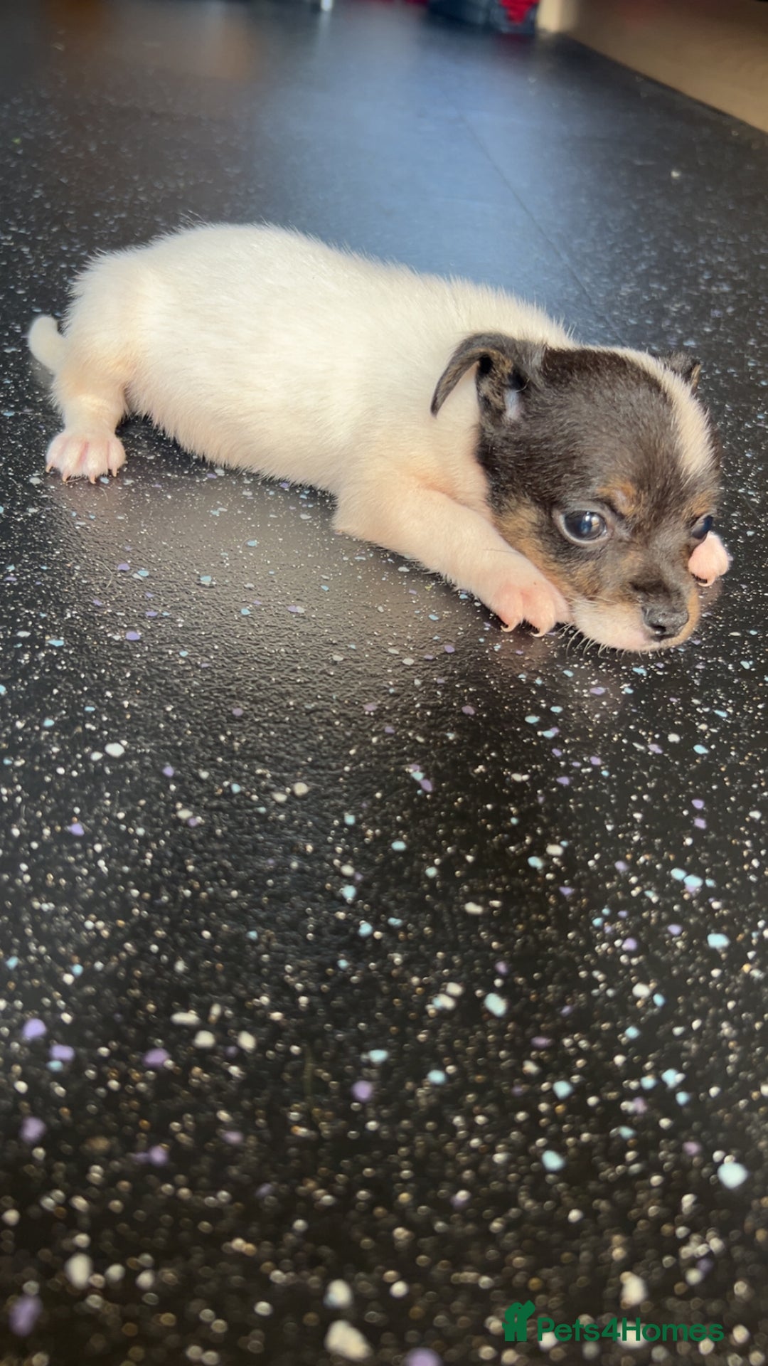 Jack Russell dogs for sale: Jack Russell  - Image 7