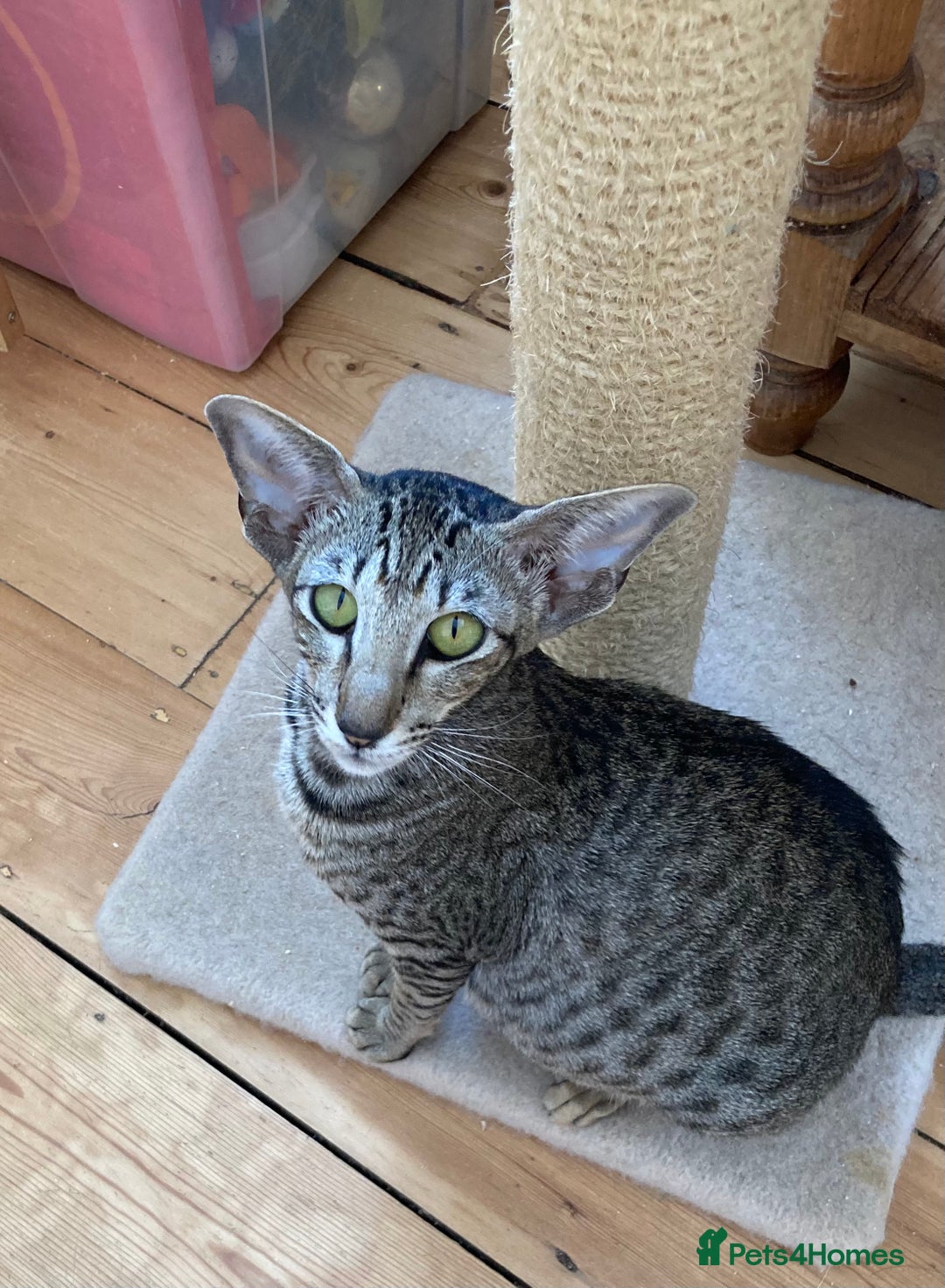 Oriental cats for sale: Black tabby adult female  - Advert 2