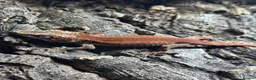 Gecko reptiles for sale: Juvenile Gargoyle Geckos - Advert 4