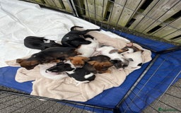 Mixed Breed dogs for sale: Puppies  - Image 1