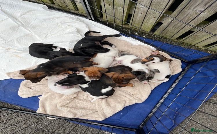 Mixed Breed dogs - Advert 1
