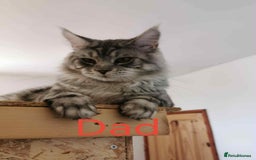 Maine Coon cats for sale: 3 beautiful Maine coon kittens  - Image 13