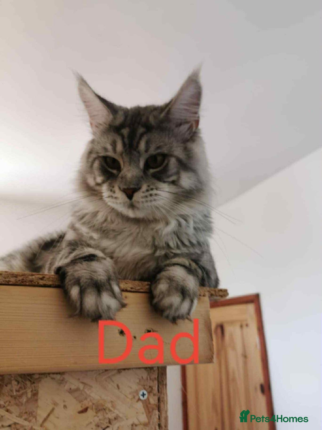 Maine Coon cats for sale: 3 beautiful Maine coon kittens  - Image 13