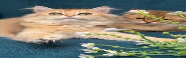 British Longhair Kitten 2