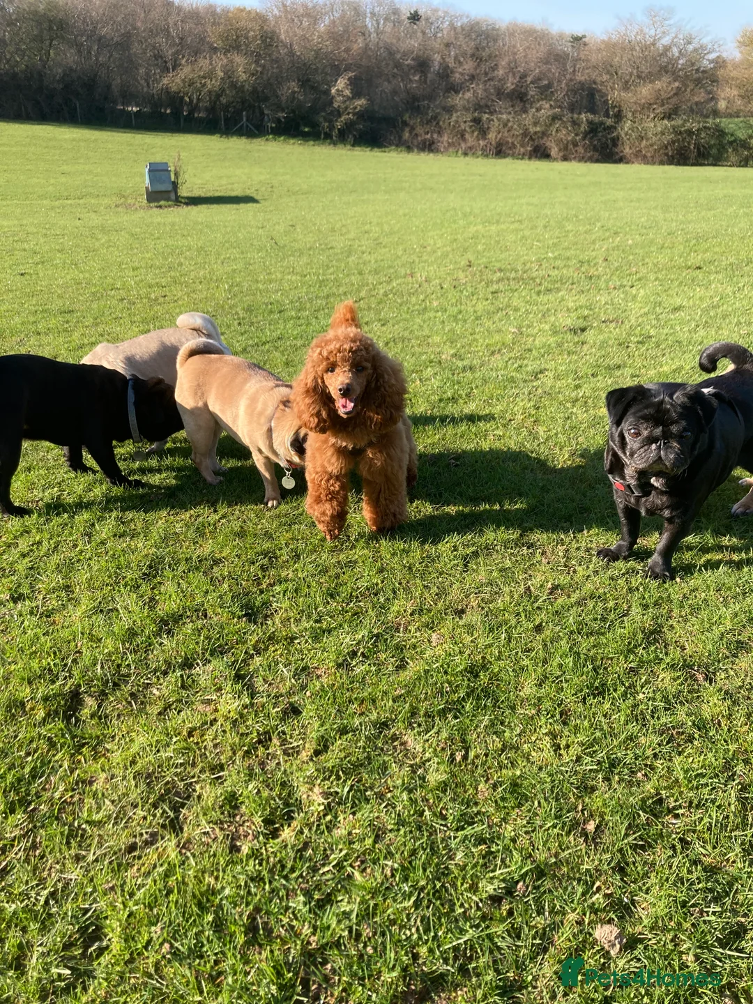 Toy Poodle dogs for stud: Health tested fox red toy poodle stud  in Stevenage - Advert 16