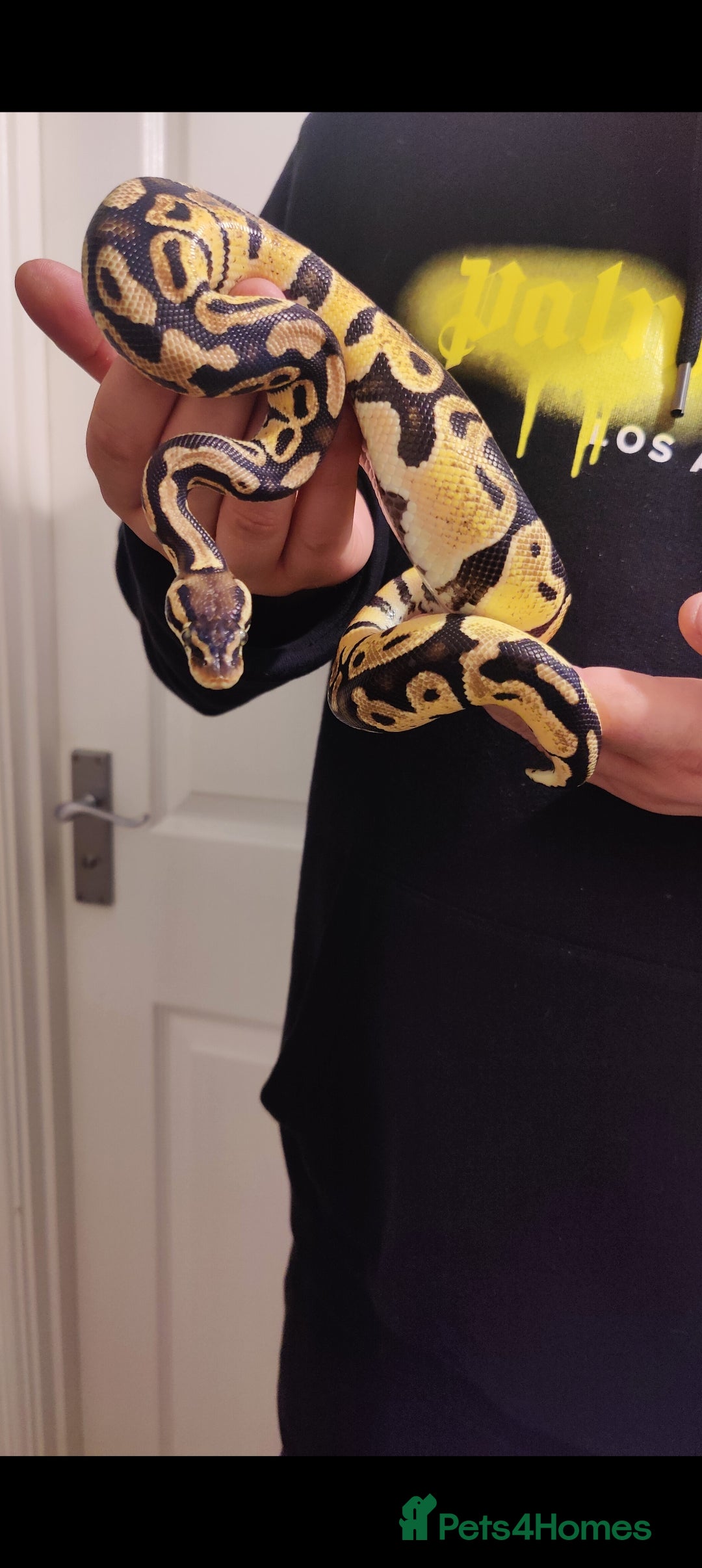 Python Snake reptiles for sale: Royal Pythons - Advert 6