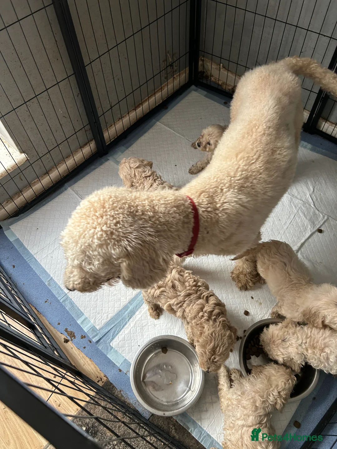 Goldendoodle dogs for sale: 4 Goldendoodle pups for sale all boys 💙💙 in Luton - Advert 2