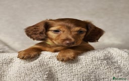 Miniature Dachshund dogs for sale: ⭐️ Miniature Long Haired Dachshund Pups ⭐  - Image 4
