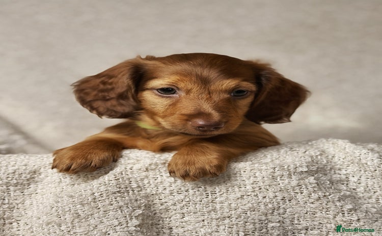 Miniature Dachshund dogs - Advert 5