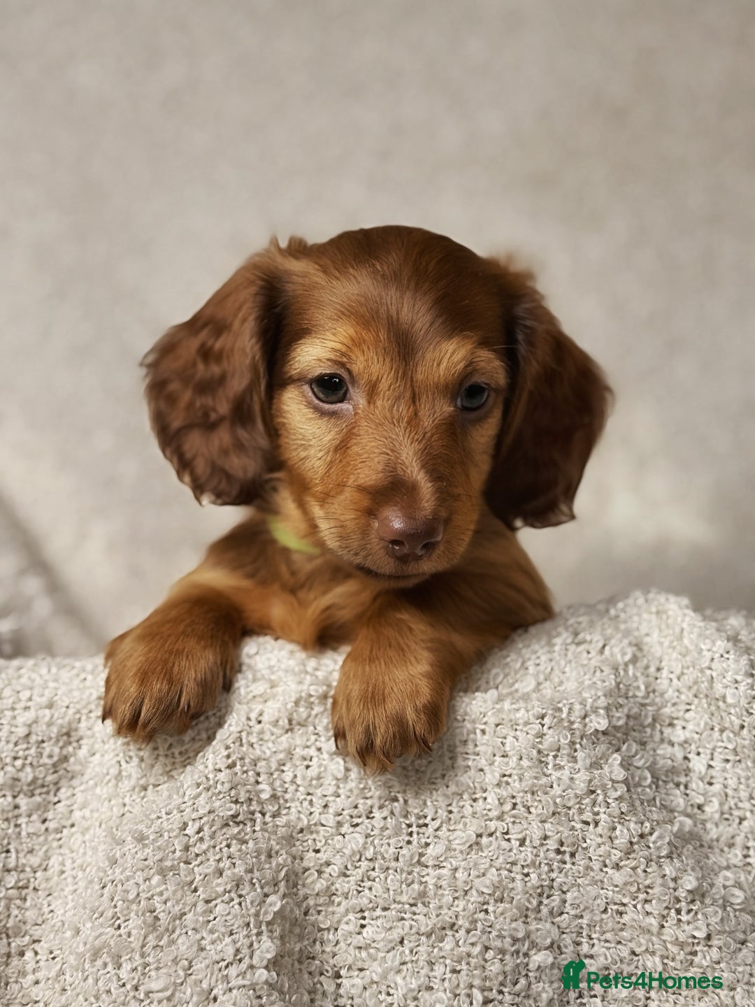 Miniature Dachshund dogs for sale: ⭐️ Miniature Long Haired Dachshund Pups ⭐  - Image 4