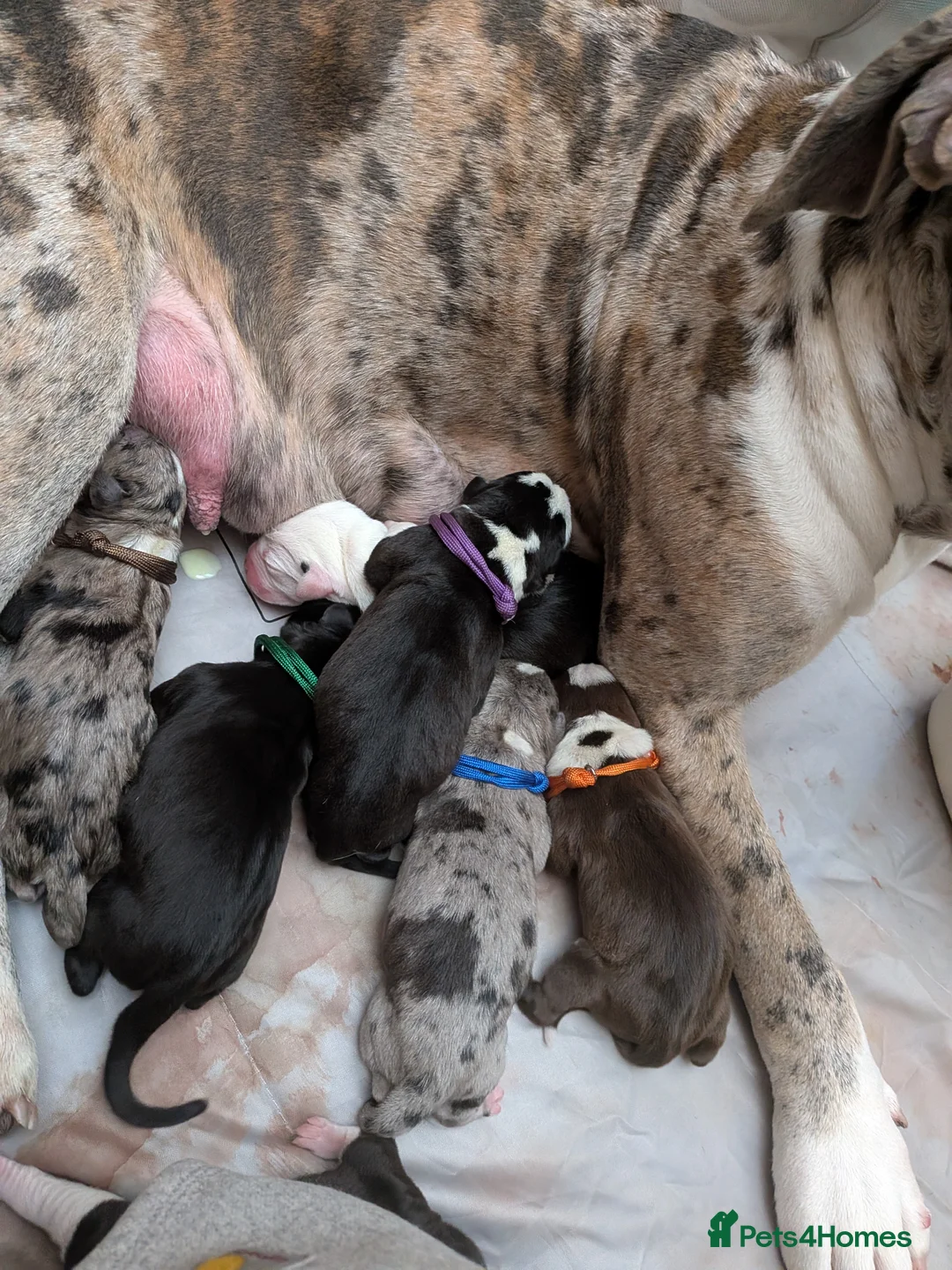 Mixed Breed dogs for sale: Boradore bully puppies for sale  - Advert 21