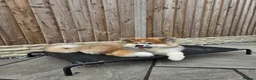Japanese Akita Inu dogs for sale: Last Remaining Girl - RKC Registered - Advert 6