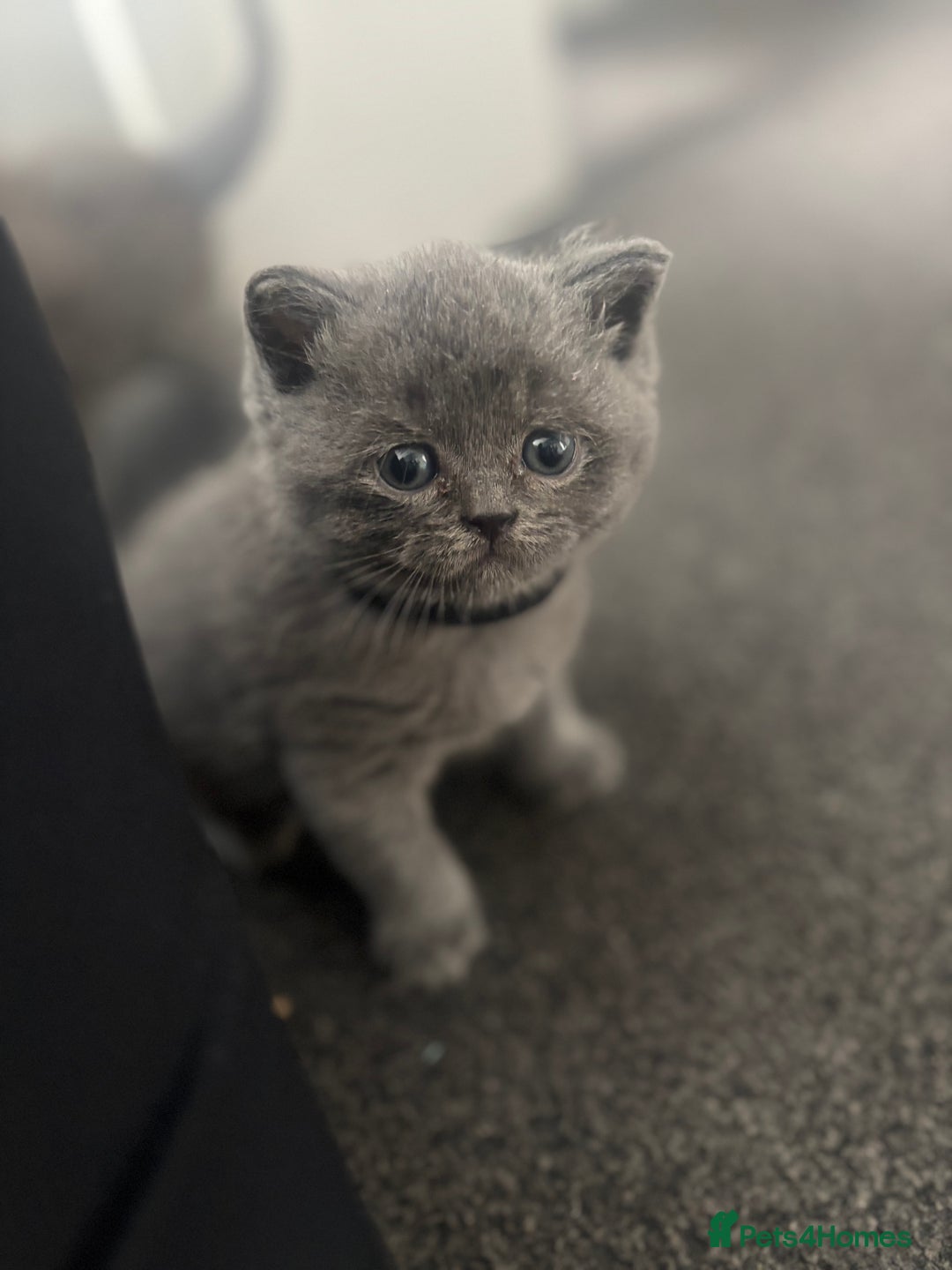 British Shorthair cats for sale: 5 male british blue shorthairs  - Image 2