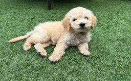 Goldendoodle dogs for sale: F1B GOLDENDOODLE PUPPIES 2 BOYS AVAILABLE  in Farnham - Image 1