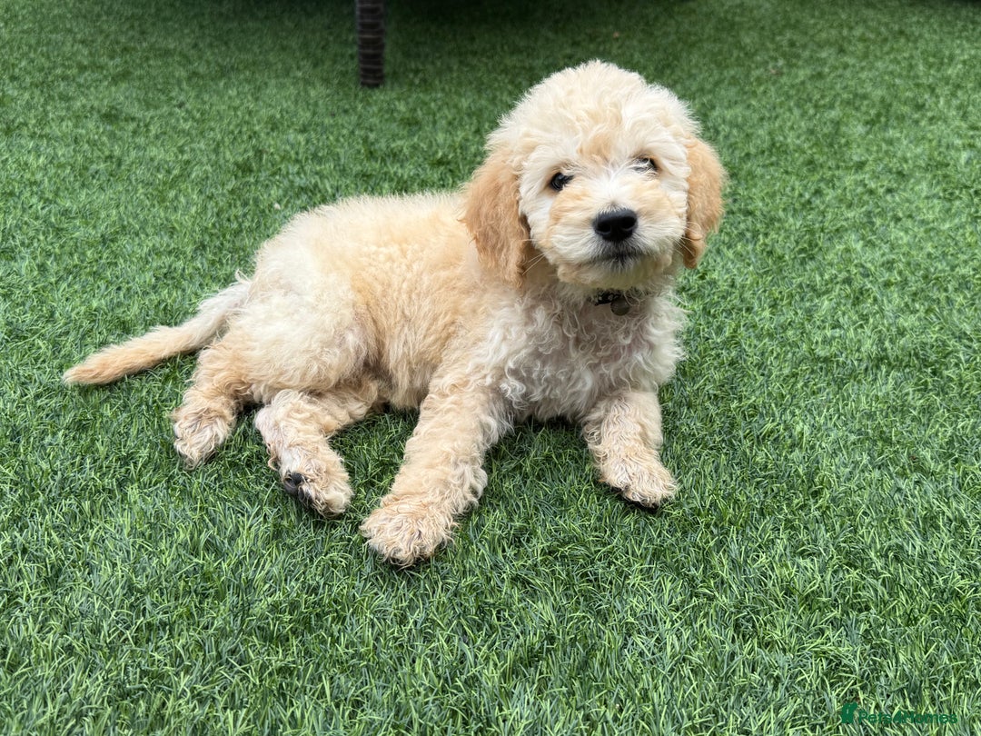 Goldendoodle dogs for sale: F1B GOLDENDOODLE PUPPIES 2 BOYS AVAILABLE  in Farnham - Image 1