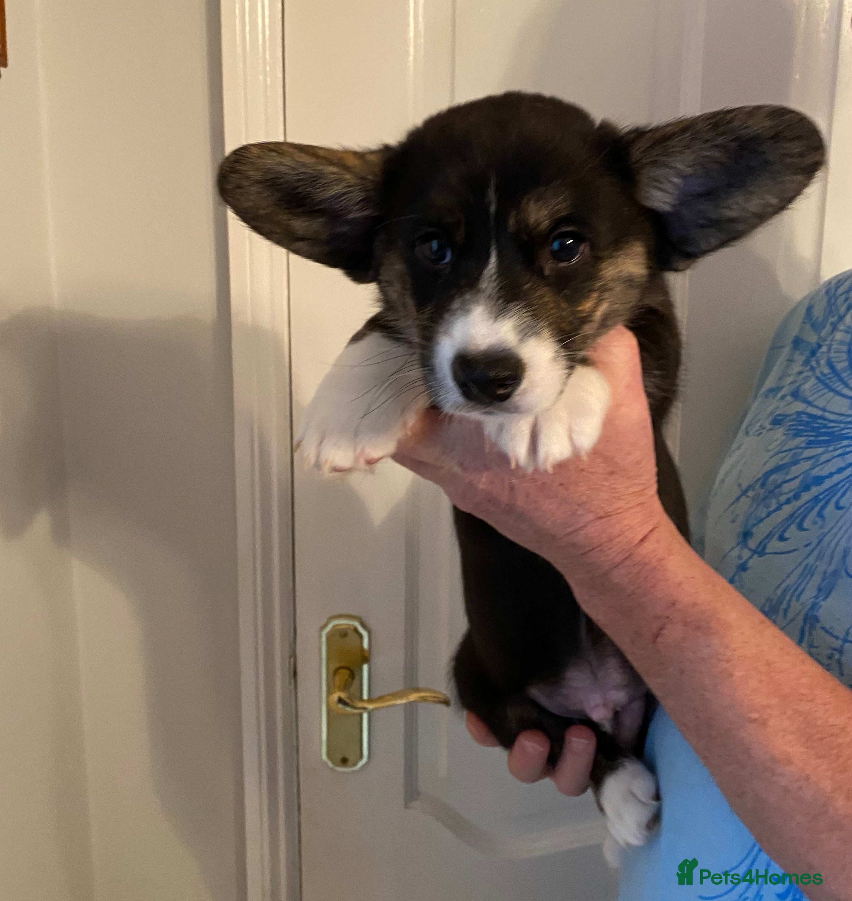 Welsh Corgi Cardigan dogs WELSH CARDIGAN CORGIS BY 5⭐️ LICENSED BREEDER - Advert 4