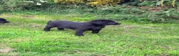 Labrador Retriever dogs for sale: Black, working line Labrador pups ready - Advert 3