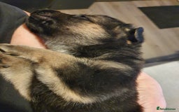 Mixed Breed dogs for sale: German Shepherd x Labrador puppies - Image 4