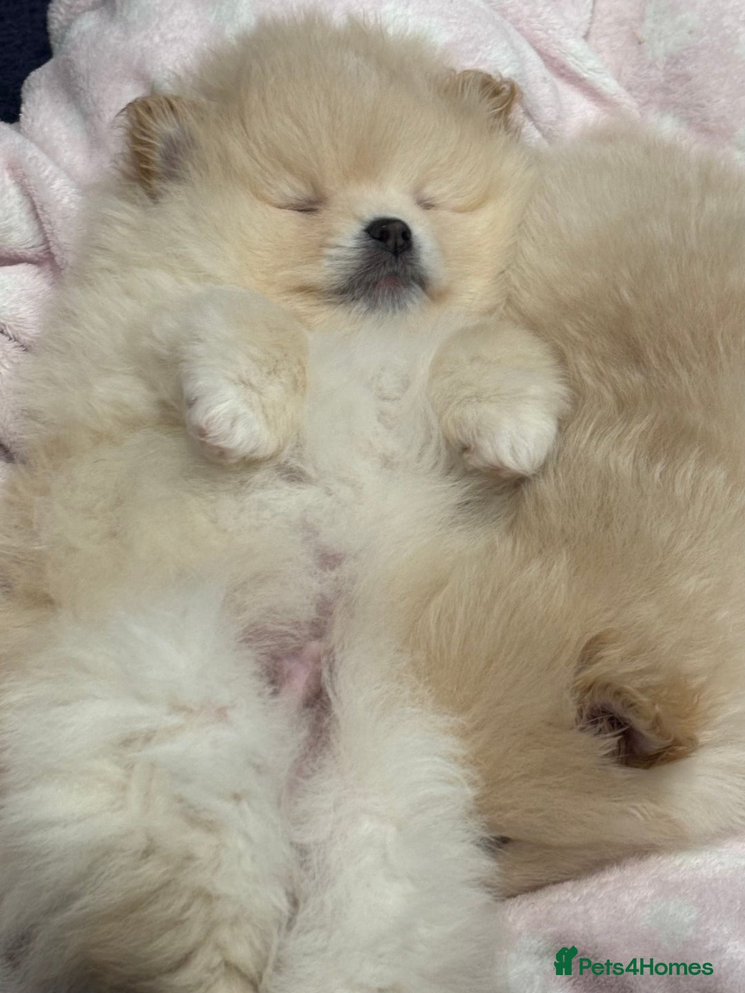 Pomeranian dogs for sale:  Pomeranians pups ready to go on 31st dec  - Advert 31