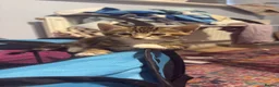 Mixed Breed cats for sale: Bengal cross Kittens – One Male & One Female - Advert 12