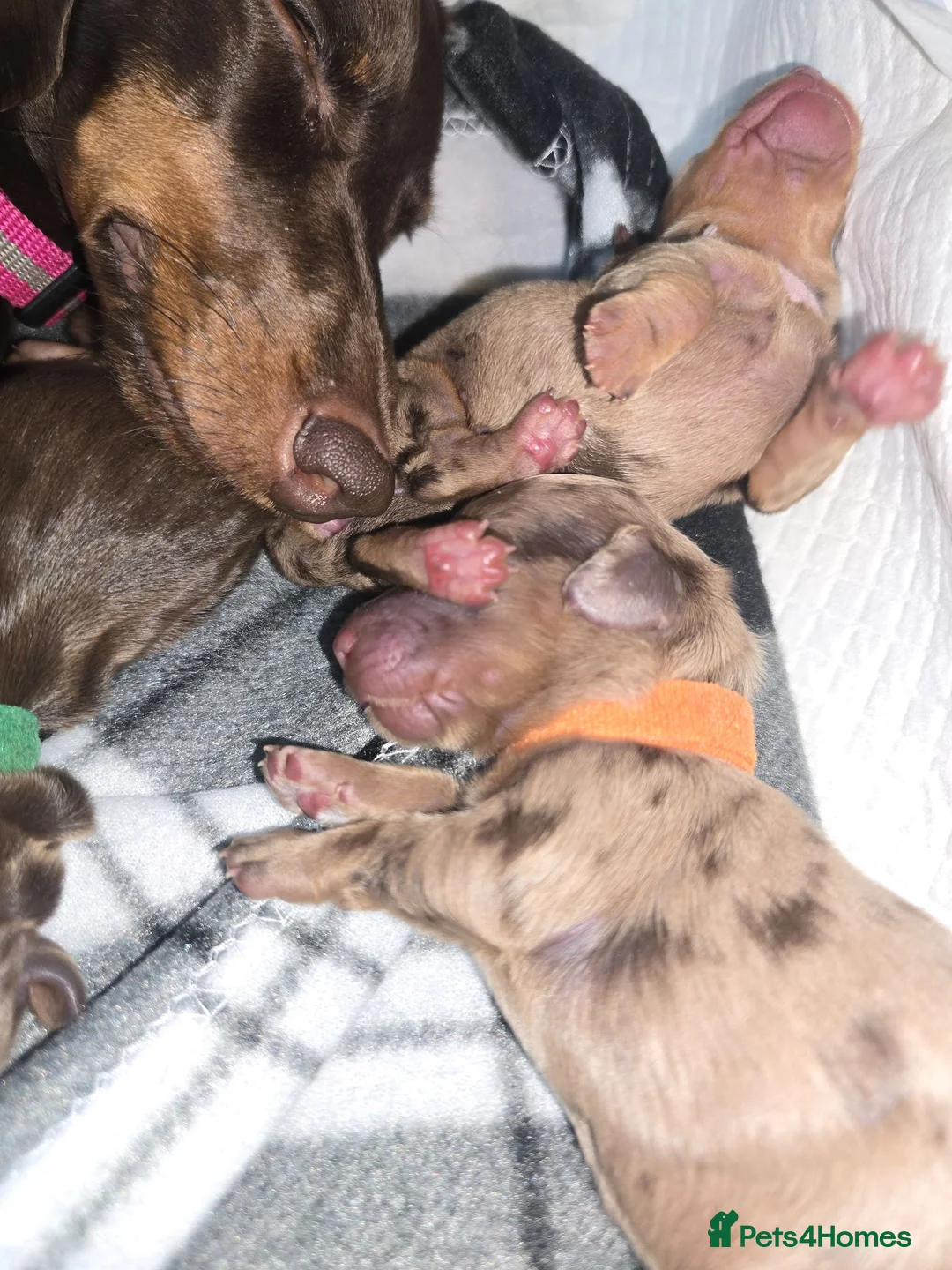 Miniature Dachshund dogs for sale: Long haired miniature Dachshund  - Advert 2