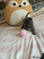 British Shorthair cats - Advert 6