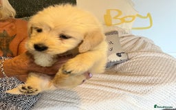 Labradoodle dogs for sale: Labradoodle puppies for sale  - Image 8